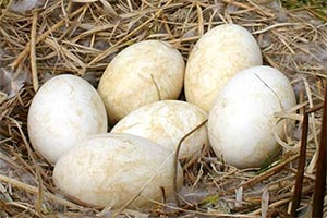 Eggs / Seasonal Veg